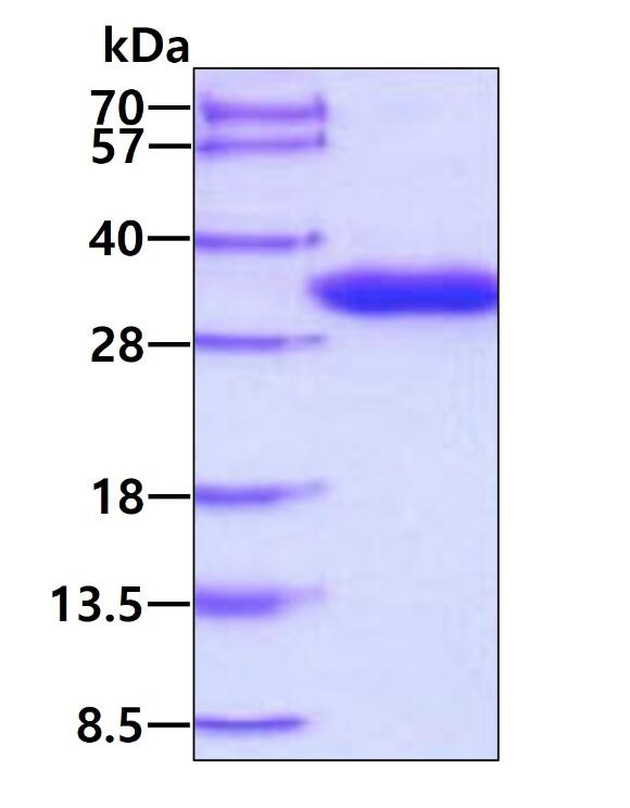3 μg by SDS-PAGE under reducing condition and visualized by coomassie blue stain.